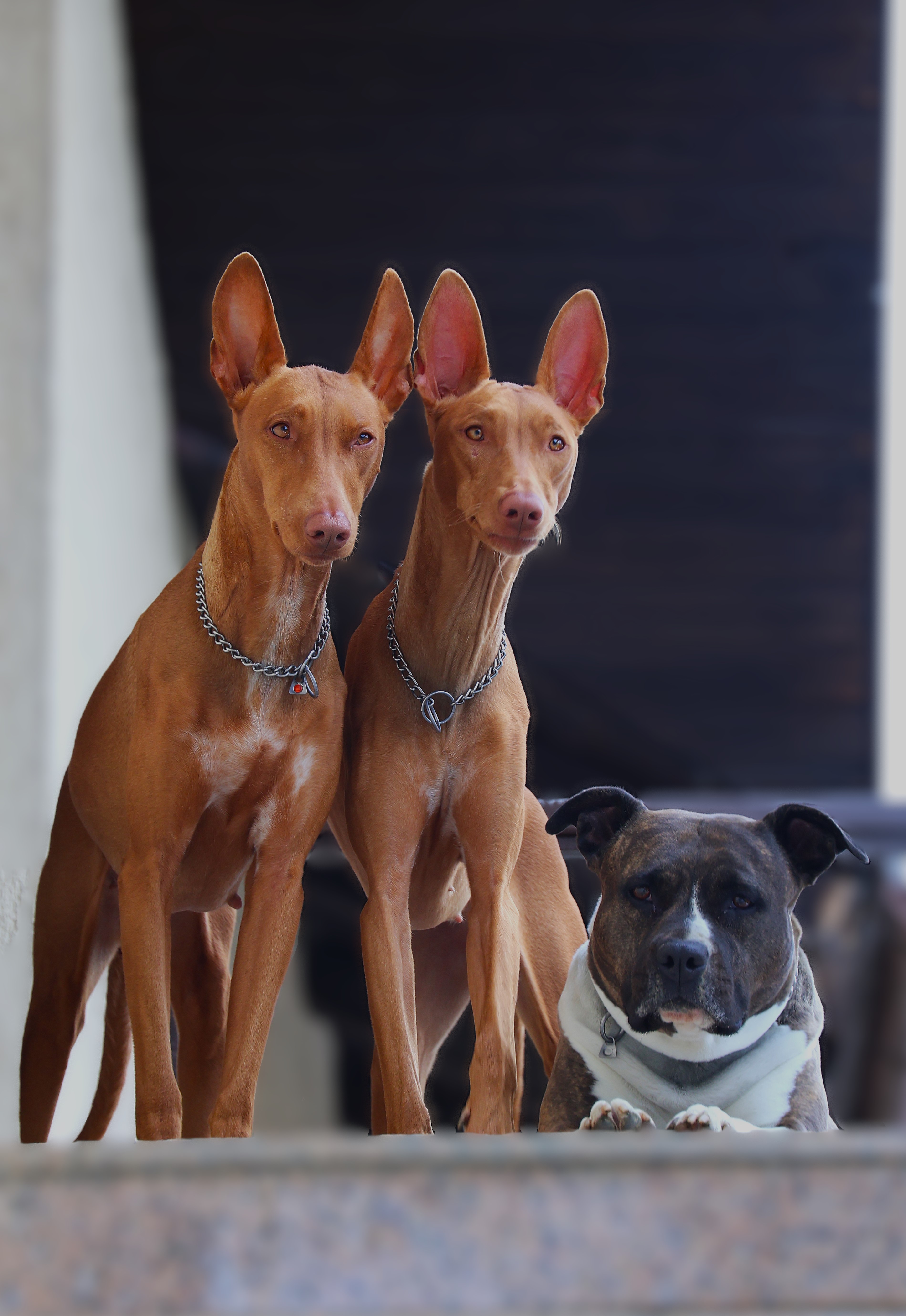 PhaSta Domum - dva faraonska psa i amstaff