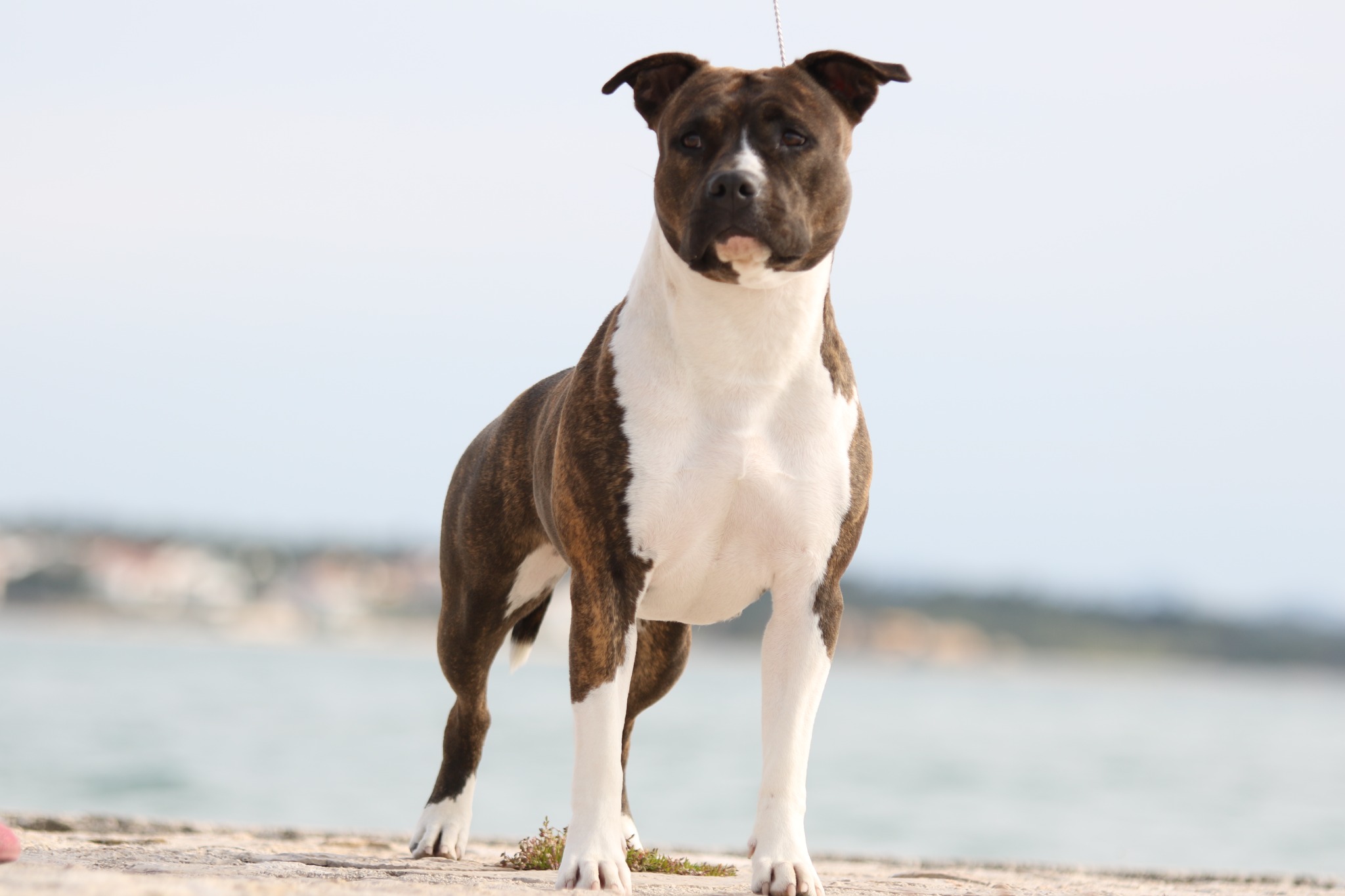 Onea portret uz more