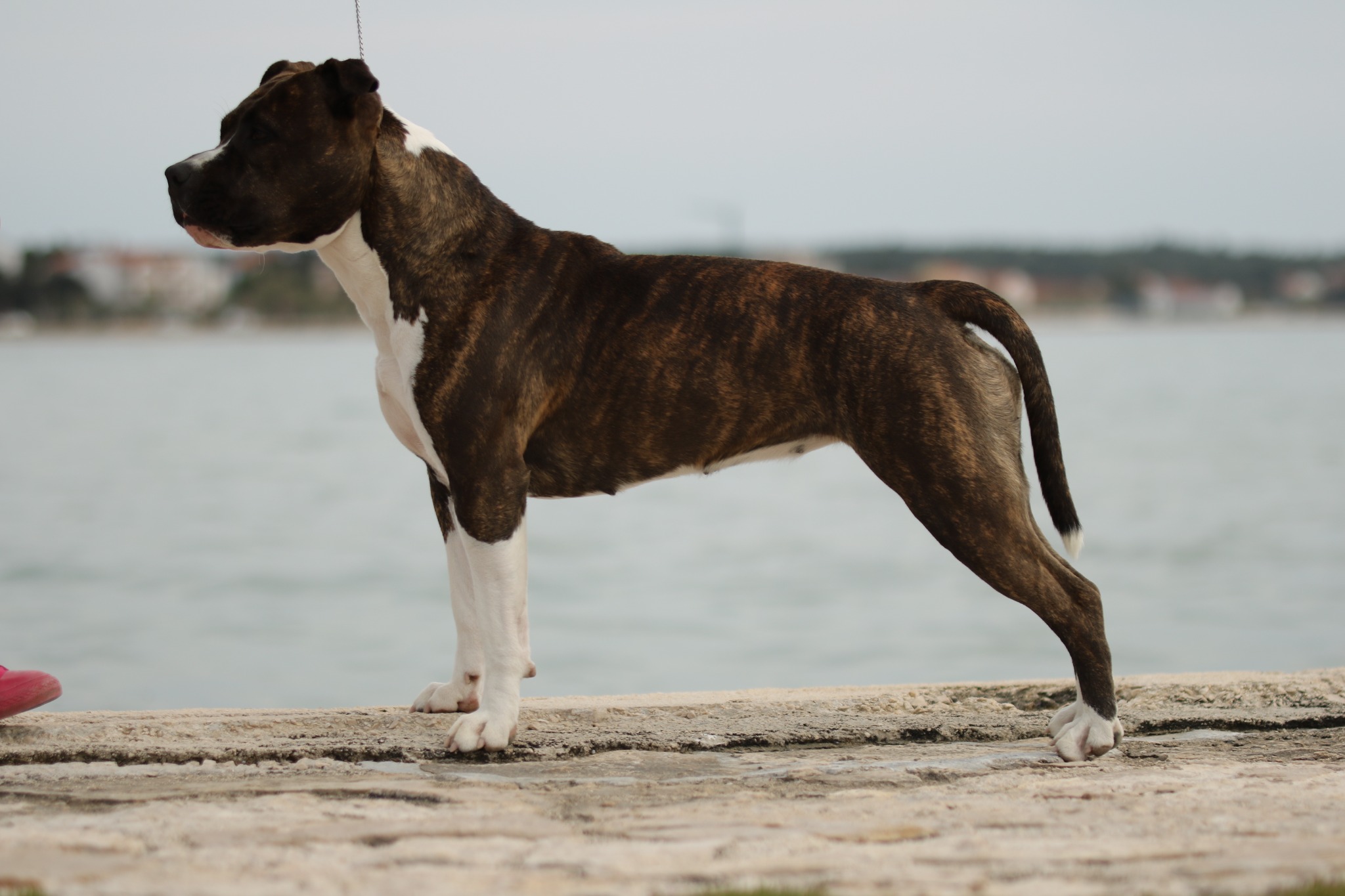 Onea - Allrobico's Main Attraction