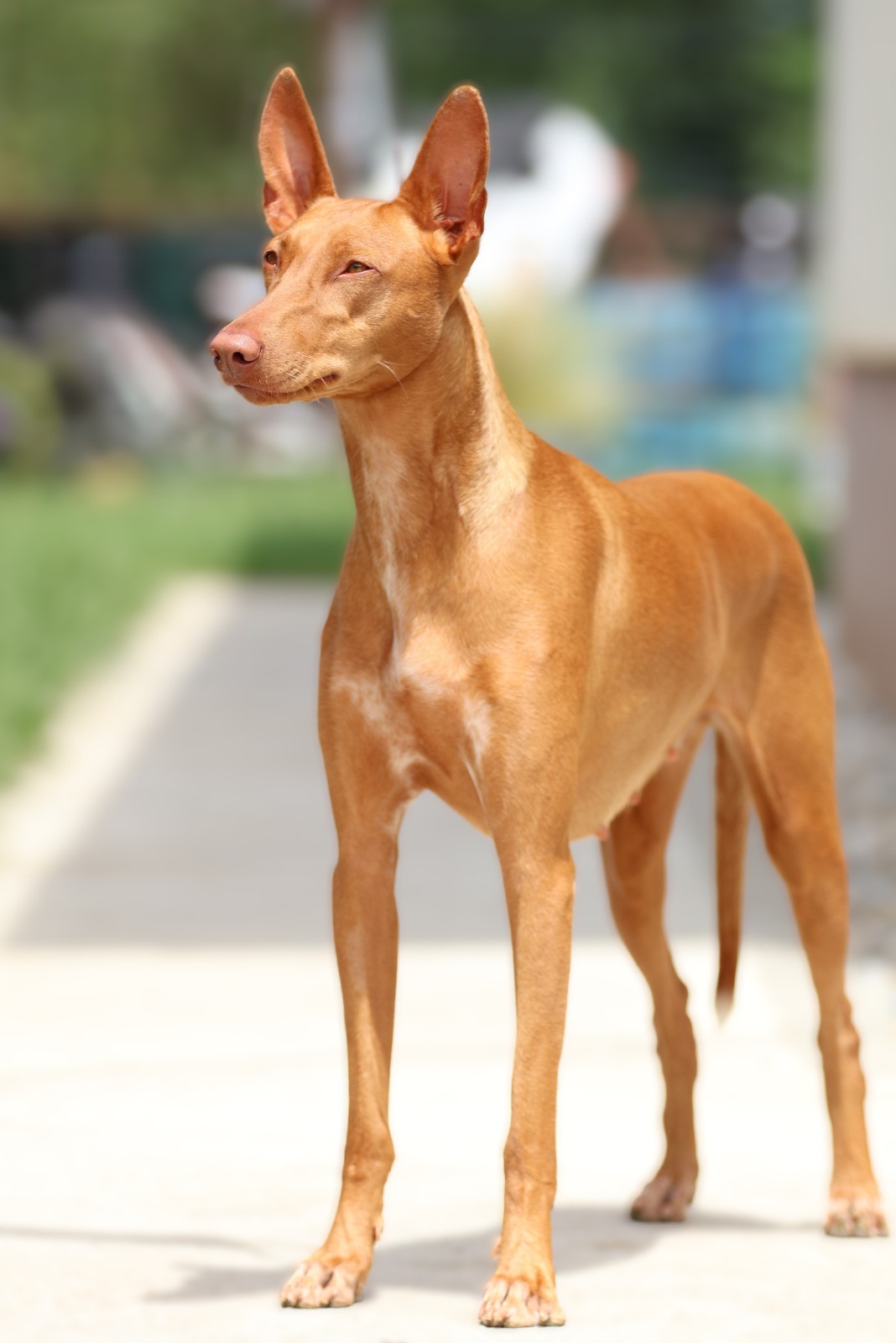 Aura - Cezerye Kelt Storm