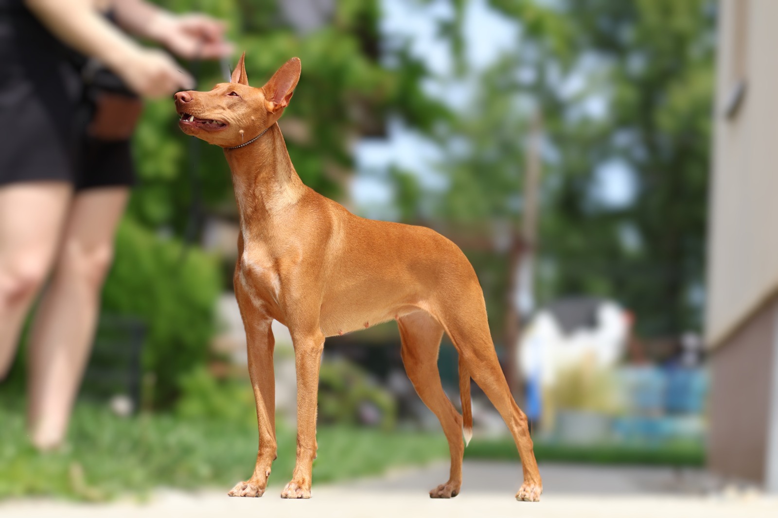 Aura, faraonski pas, stoji u izložbenoj pozi