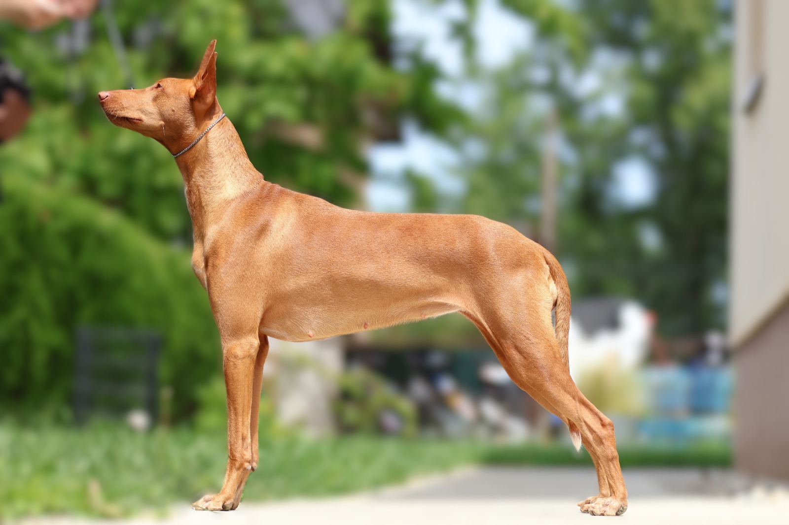 Aura stoji u izložbenoj pozi